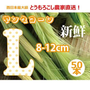 ヤングコーン 生 50本 5つ星ホテルご用達 レストランサイズ 8-12cm 新鮮 夏野菜 ヒゲ 皮 葉付き 岡山 ひるぜん農園 YOUNG_50