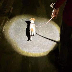 SUNPOPO(さんぽぽ) 夜間の犬のお散歩用...の詳細画像3