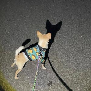 SUNPOPO(さんぽぽ) 夜間の犬のお散歩用...の詳細画像2