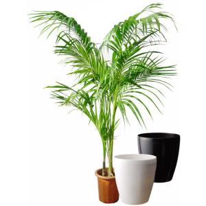 ケンチャヤシ 10号【ラスターポット 鉢カバー ...の商品画像