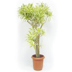 ソングオブインディア 8号 観葉植物 本物 大型...の商品画像