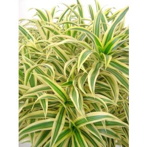 ソングオブインディア 8号 観葉植物 本物 大...の詳細画像1