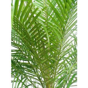 フェニックス ロベリニー 8号 観葉植物 本物...の詳細画像1