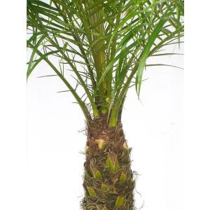 フェニックス ロベリニー 8号 観葉植物 本物...の詳細画像2