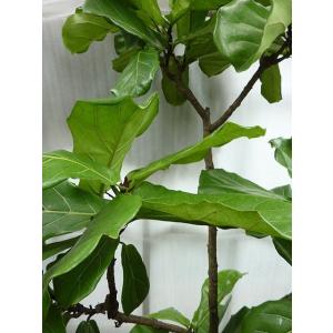 カシワバゴムノキ 病気