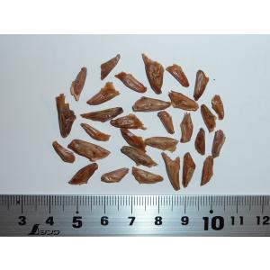 ブルーノーブルモミ 種子30粒 Blue nob...の商品画像