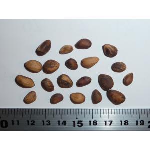 アカエゾマツ＜赤蝦夷松＞ 種子20粒 Sachalin spruce 20 seeds : H.I.