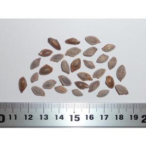 ヒマラヤゴヨウ（ブータン松） 種子30粒 Bhutan pine 30 seeds