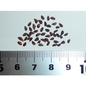 アカエゾマツ＜赤蝦夷松＞ 種子20粒 Sachalin spruce 20 seeds : H.I.