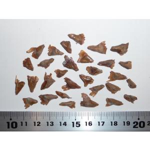 ヨーロッパモミ＜欧州モミ＞ ［中欧産］ 種子30粒 European silver fir Central Europe 30 seeds