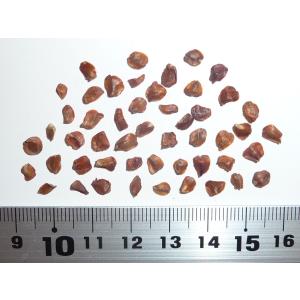 マルチネスピニョンマツ<ピニョン松> 種子5粒 Big-cone pinyon マルチネスピニョンマツ<ピニョン松> 種子5粒 Big-cone pinyon