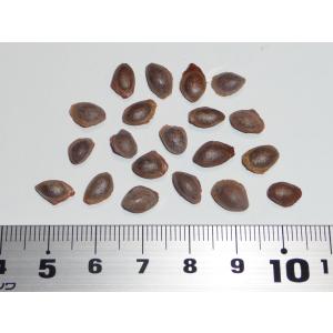 マルチネスピニョンマツ＜ピニョン松＞ 種子5粒 Big-cone pinyon 5