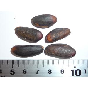 マルチネスピニョンマツ＜ピニョン松＞ 種子5粒 Big-cone pinyon