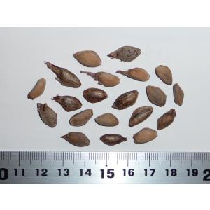 盆栽種子 イロハモミジの種子 50粒・いろは紅葉 種子・Acer palmatum
