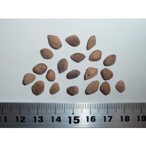 モンテスママツ＜モンテスマ松＞ 種子20粒 Montezuma pine 20 seeds