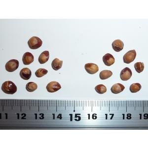 ユタジュニパー 種子20粒 Utah junip...の商品画像