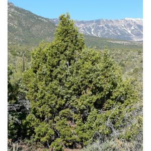 ユタジュニパー 種子20粒 Utah juni...の詳細画像2