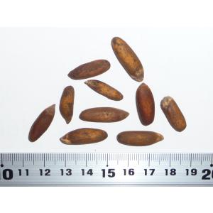 マルチネスピニョンマツ<ピニョン松> 種子5粒 Big-cone pinyon マルチネスピニョンマツ<ピニョン松> 種子5粒 Big-cone pinyon