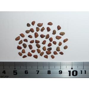 マルチネスピニョンマツ＜ピニョン松＞ 種子5粒 Big-cone pinyon