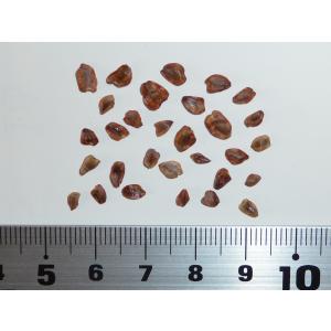 センペルセコイア（セコイアメスギ） 種子30粒 Coast redwood 30 seeds