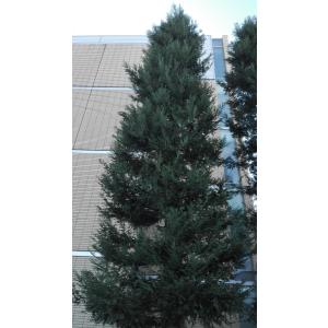 センペルセコイア(セコイアメスギ) 種子30粒...の詳細画像1