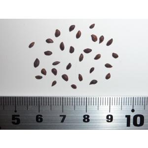 カナダトウヒ・デンサータ 種子30粒 Black Hills spruce 30 seeds｜hitreecs-pro