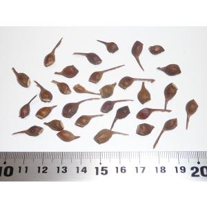 サトウカエデ（シュガーメープル） ［ルイジアナ州産］ 種子30粒 Southern sugar maple dewinged 30 seeds