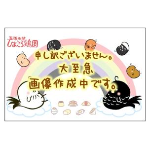 プリプリ若軍鶏10(11)種の鶏焼き【鍋用】セット（オス700g）※2023年新商品