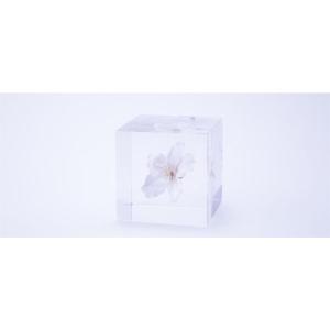 桜のsola cube　ソメイヨシノ