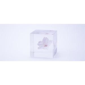 桜のsola cube　オオカンザクラ