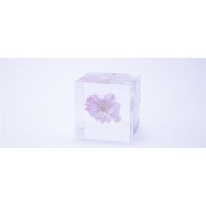 桜のsola cube　ヤエベニシダレ