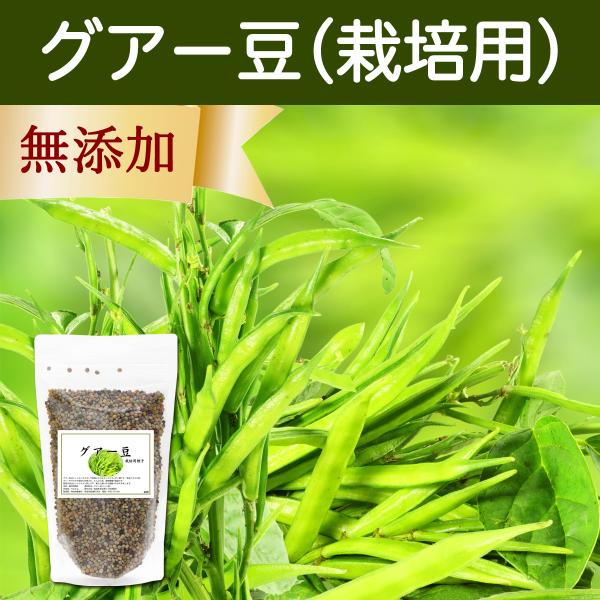 グアー豆400g 栽培用 種子 クラスタ豆