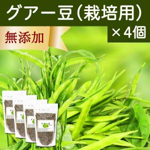 グアー豆400g×4個 栽培用 種子 グア豆 クラスタ豆｜hl-labo