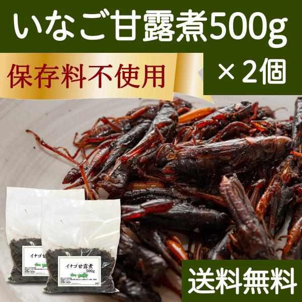 イナゴの佃煮 500g×2個 いなご 甘露煮 珍味 昆虫食 小えび 食感 送料無料