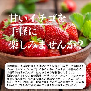いちごパウダー 100g×10個 ストロベリー...の詳細画像2