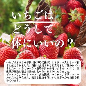 いちごパウダー 100g×10個 ストロベリー...の詳細画像3