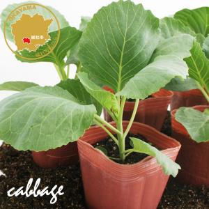 キャベツ 彩音 野菜苗 6ポットセット 3号ポッ...の商品画像