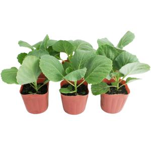 キャベツ 彩音 野菜苗 6ポットセット 3号ポ...の詳細画像1