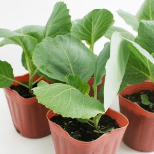 キャベツ 彩音 野菜苗 6ポットセット 3号ポ...の詳細画像3