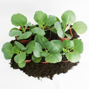 キャベツ 彩音 野菜苗 6ポットセット 3号ポ...の詳細画像4