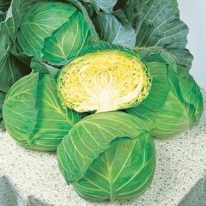 キャベツ 彩音 野菜苗 6ポットセット 3号ポ...の詳細画像5