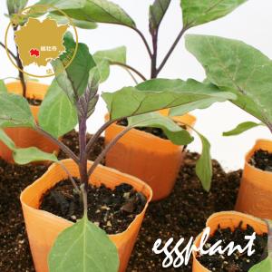 長ナス 黒陽 野菜苗 6ポットセット 3号ポット フラワーブルームの苗