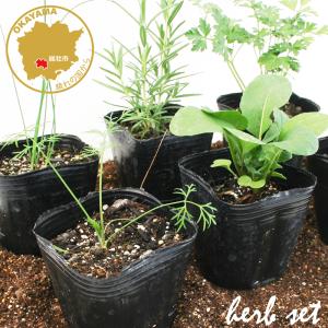 パクチー 苗の商品一覧 通販 Yahoo ショッピング