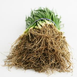 タマネギ もみじ3号 晩生 野菜苗 100本 ...の詳細画像2
