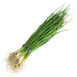タマネギ ネオアース 中晩生 野菜苗 50本 ...の詳細画像1