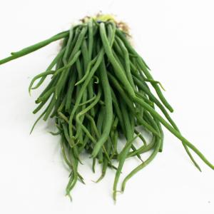 タマネギ ネオアース 中晩生 野菜苗 50本 ...の詳細画像2