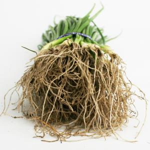 タマネギ ネオアース 中晩生 野菜苗 50本 ...の詳細画像3