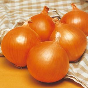 タマネギ ネオアース 中晩生 野菜苗 50本 ...の詳細画像4