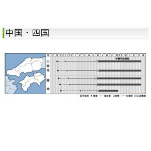 タマネギ ネオアース 中晩生 野菜苗 50本 ...の詳細画像5