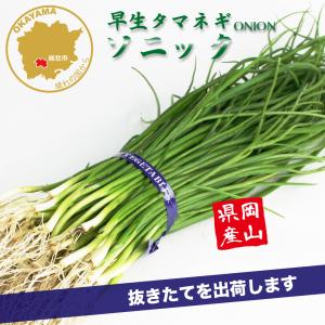 玉葱苗 晩生 ケルたま(タキイ種苗） 100本 レビューを書いてタマネギ